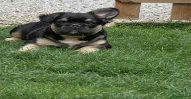 French Bulldog dogs - Advert 5