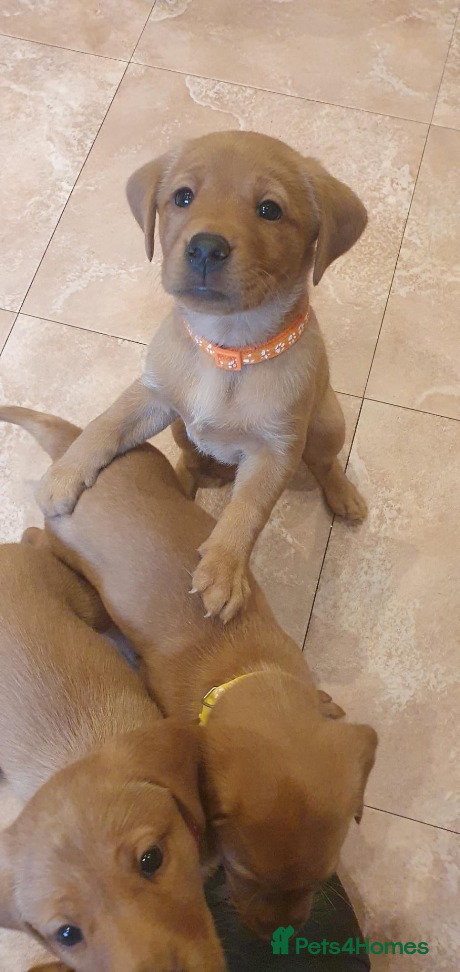 Labrador Retriever dogs for sale: KC Labrador Puppies 🧬 Sire Clear all 7 DNA Tests - Advert 1