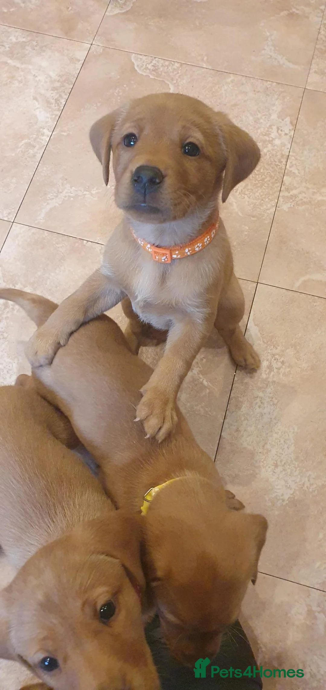 Labrador Retriever dogs for sale: KC Labrador Puppies 🧬 Sire Clear all 7 DNA Tests - Advert 1