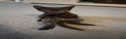 Mixed Breed cats for sale: Kittens for sale  - Advert 18
