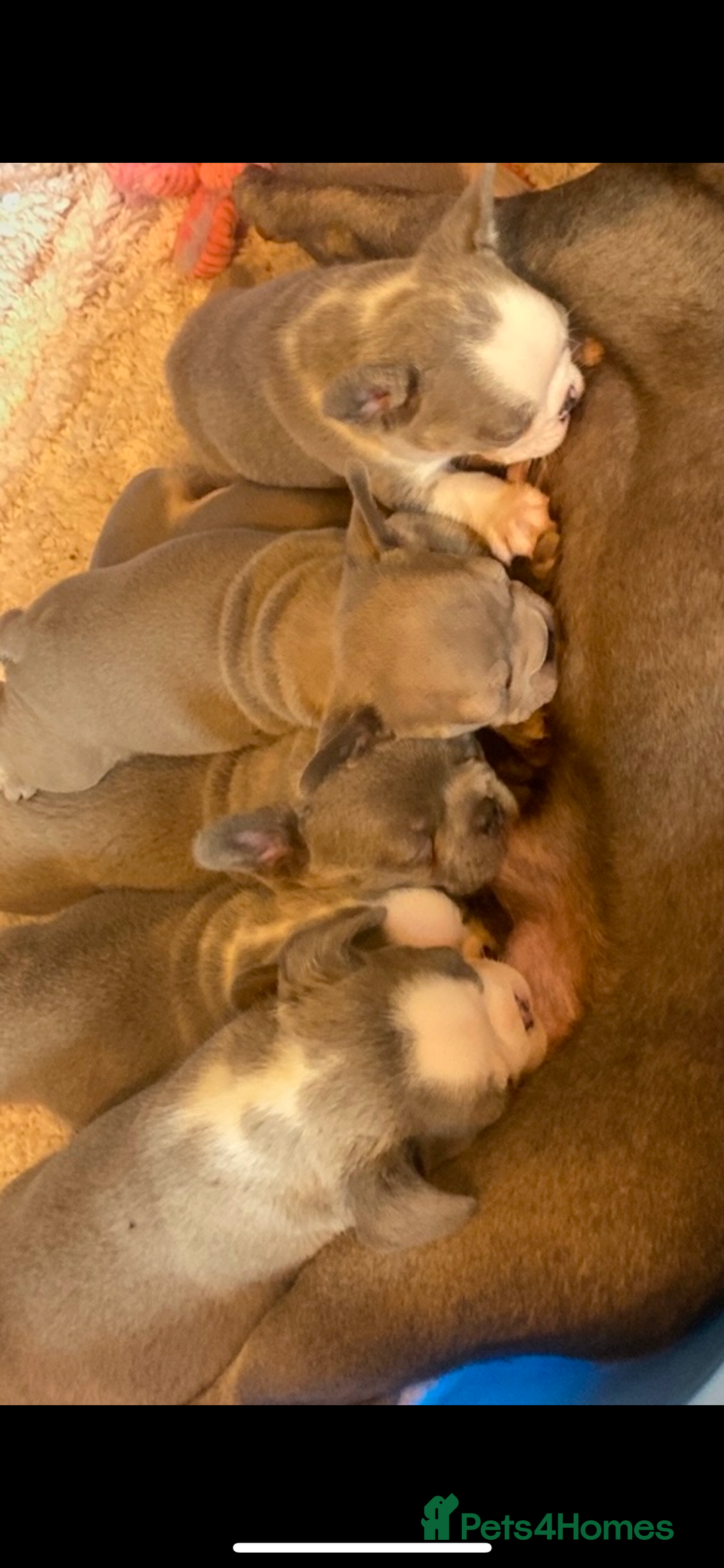 French Bulldog dogs for sale: Original X big rope French bulldogs - Image 2