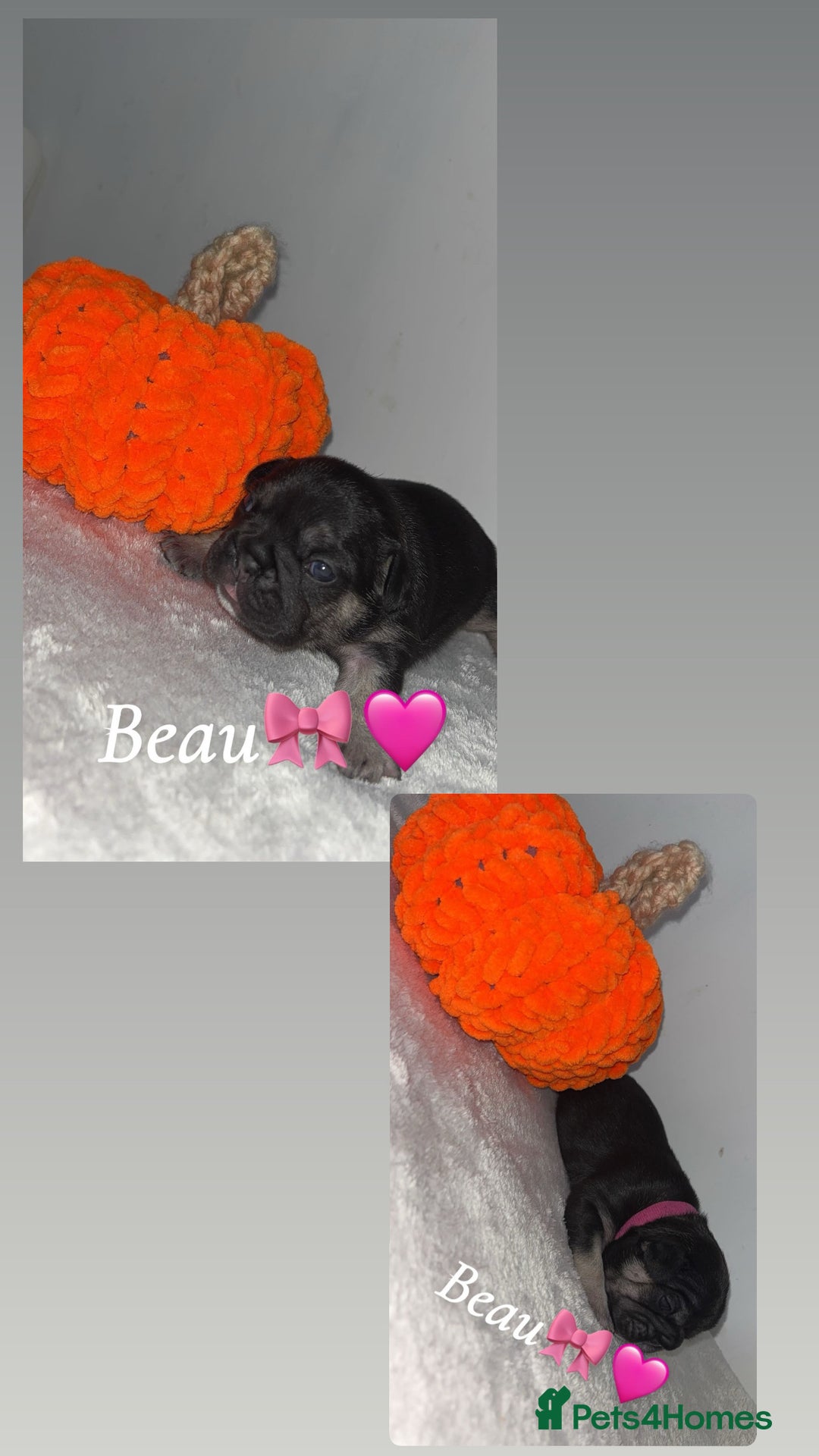 French Bulldog dogs for sale: Frenchie pups - Image 2