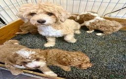 Maltipoo dogs for sale: OUTSTANDING QUALITY F1B MALTIPOO PUPPIES READY! - Image 6
