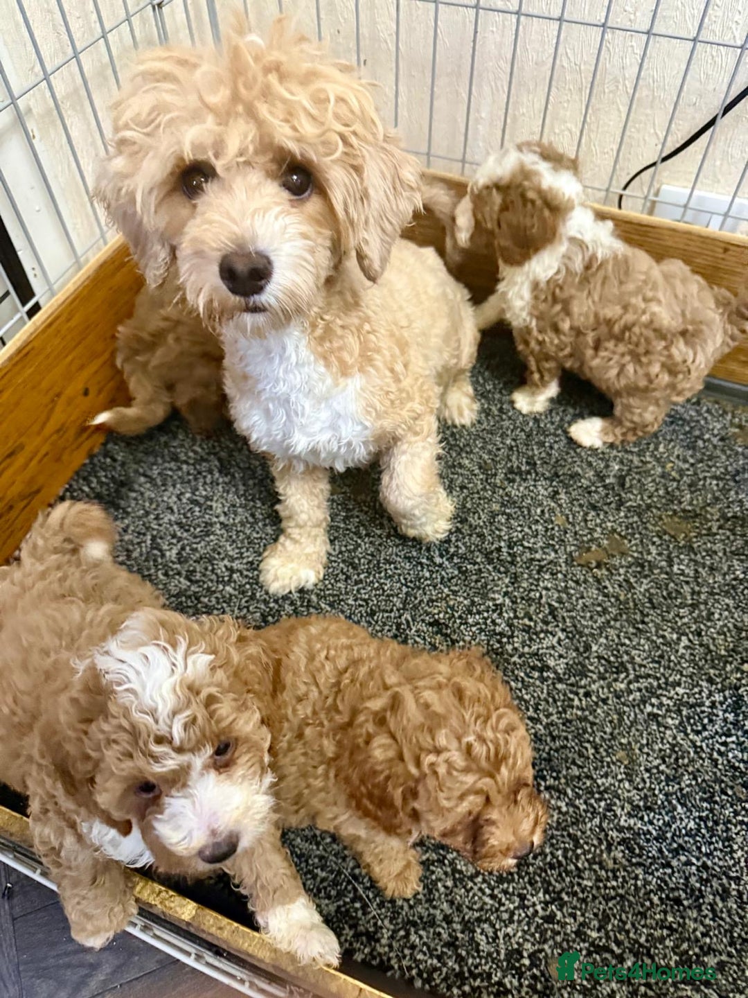 Maltipoo dogs for sale: OUTSTANDING QUALITY F1B MALTIPOO PUPPIES READY! - Image 6