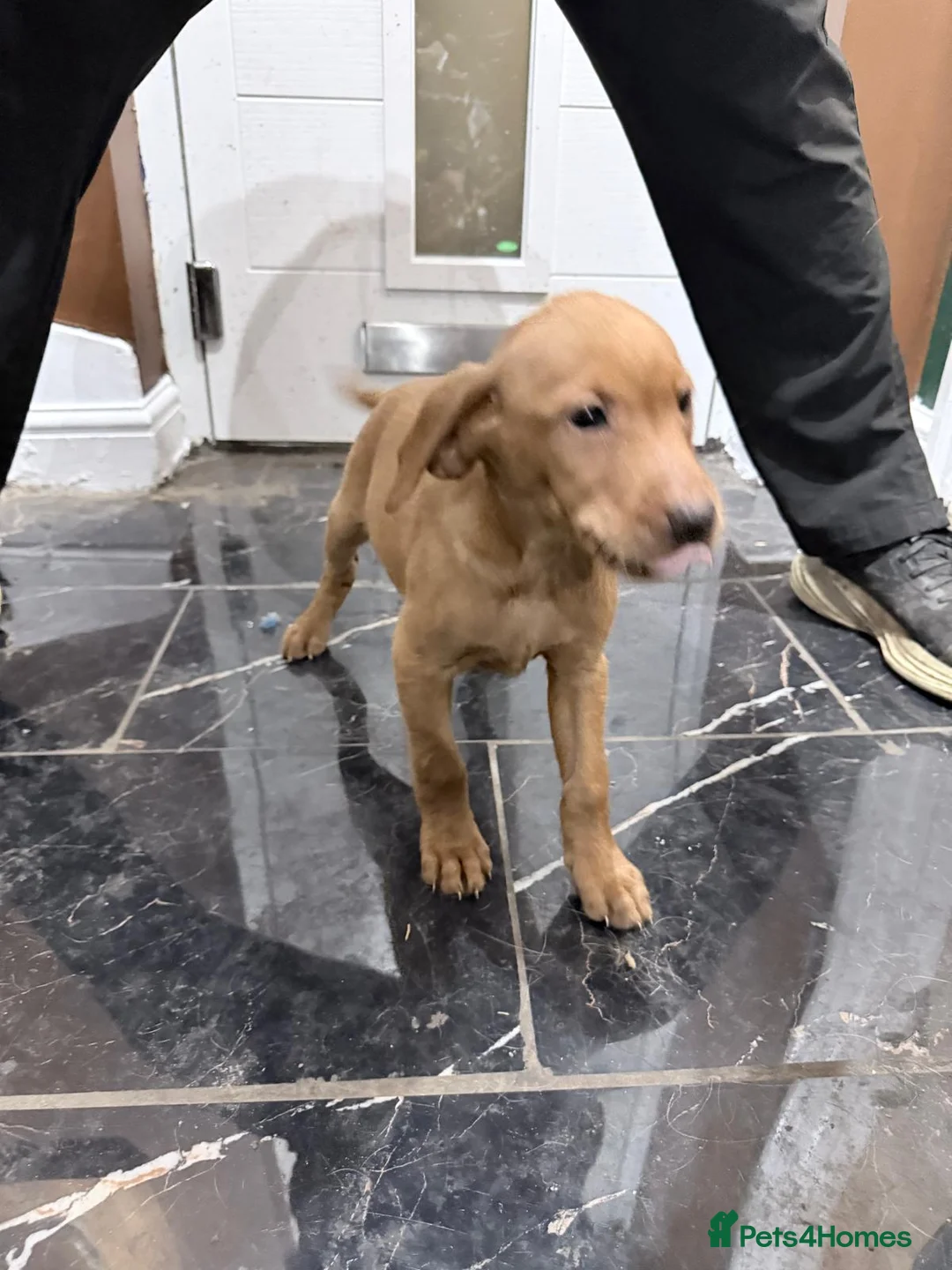 Labrador Retriever dogs for sale: Fox Red Labrador puppies  - Advert 6