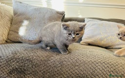 British Shorthair cats for sale: Adorable British shorthair  - Advert 4
