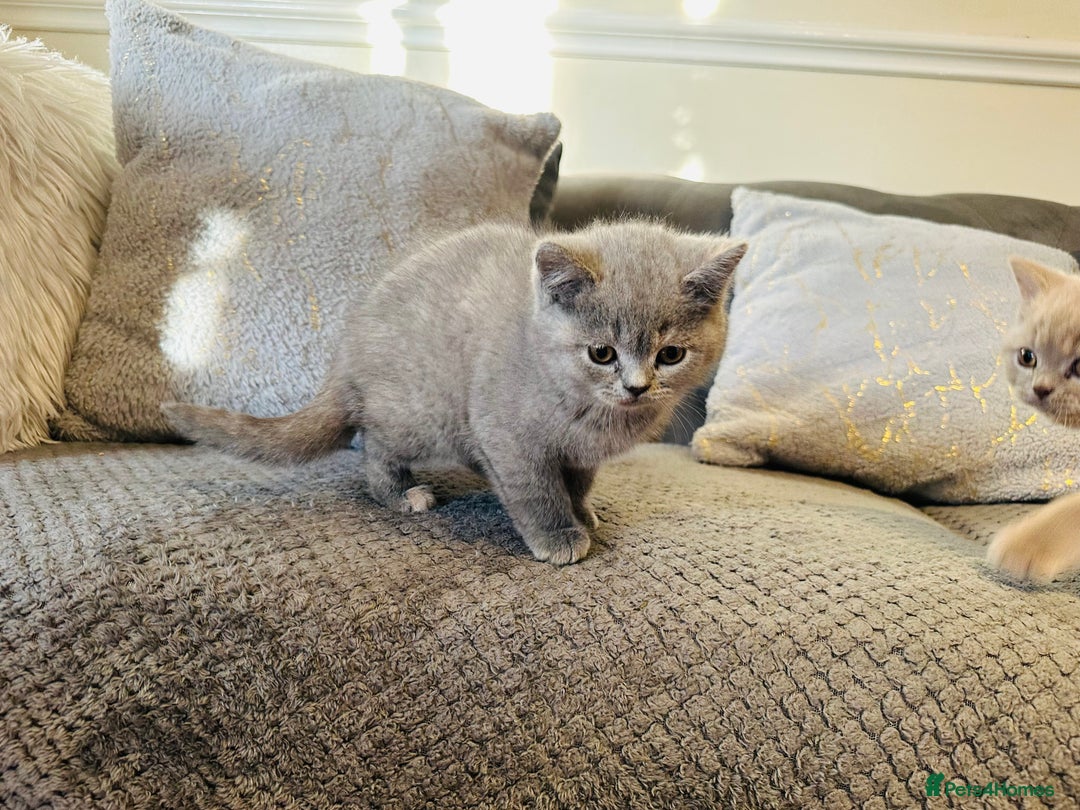 British Shorthair cats for sale: Adorable British shorthair  - Advert 4