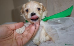 Maltipoo dogs for sale: F1 small Maltipoo puppies - Image 15