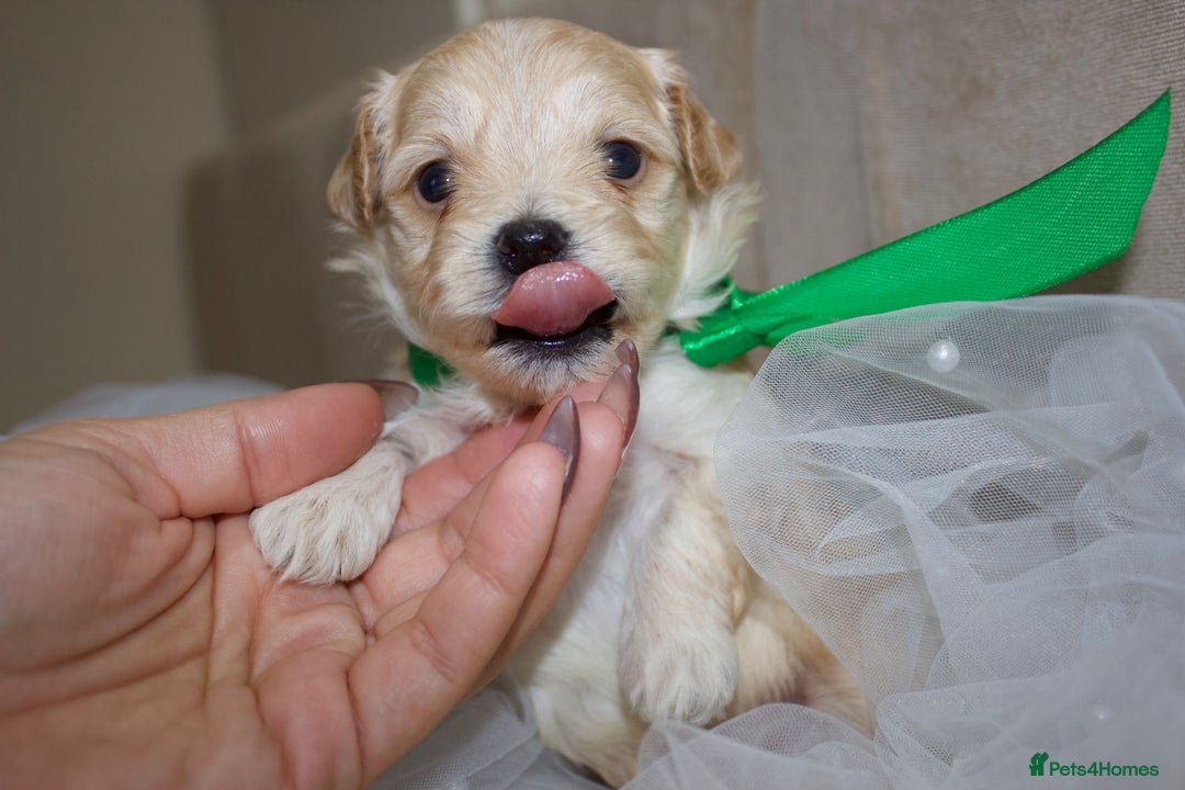 Maltipoo dogs for sale: F1 small Maltipoo puppies - Image 15