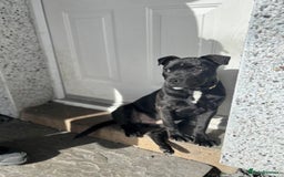 Staffordshire Bull Terrier dogs for sale: 11 month old staff for sale - Image 1