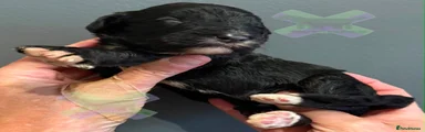 Cockapoo 5