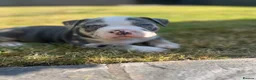 American Bully dogs for sale: Prizebullz x Clarkebullz pocket bullys  - Advert 3