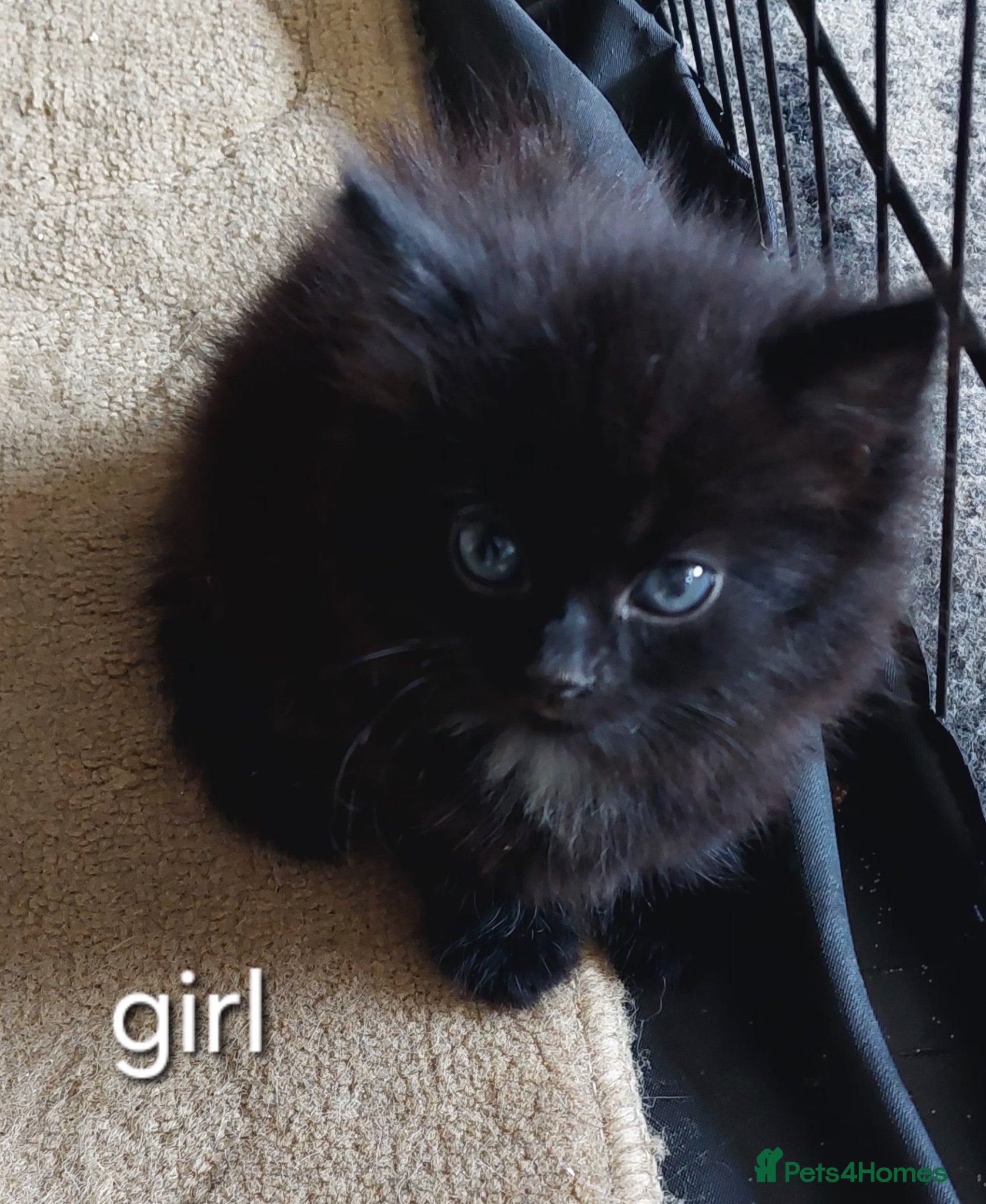 Mixed Breed cats Last fluffy girl left - Advert 1