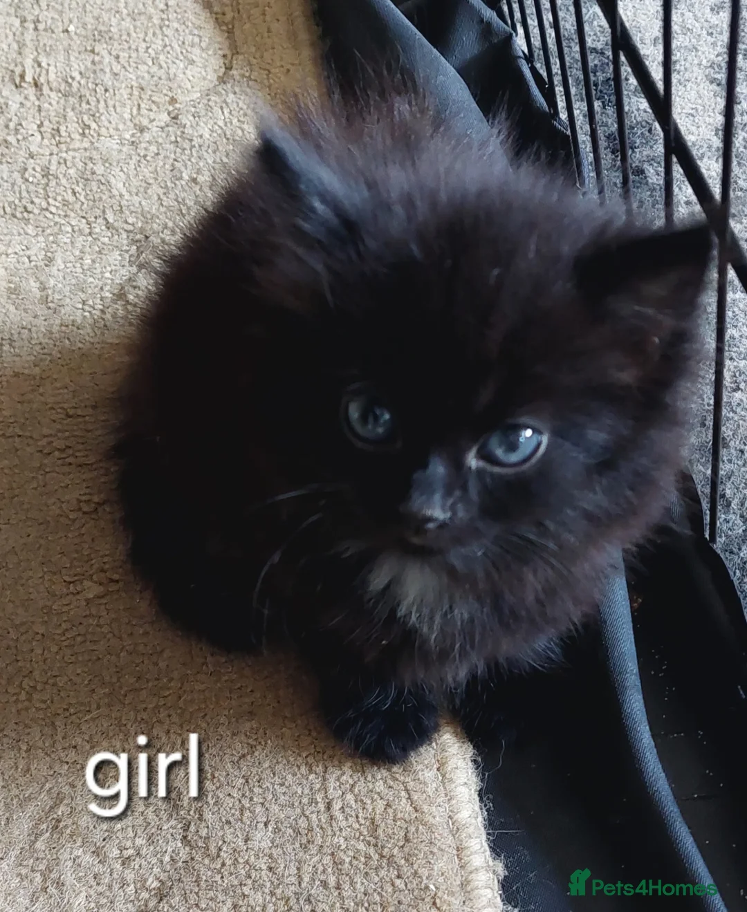 Mixed Breed cats for sale: Last fluffy girl left - Advert 1