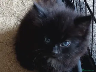 Mixed Breed cats Last fluffy girl left - Advert 3