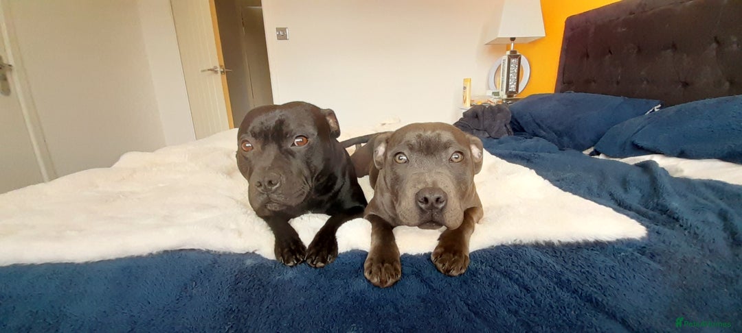 Staffordshire Bull Terrier dogs for stud: Boris + Caesar - Advert 5