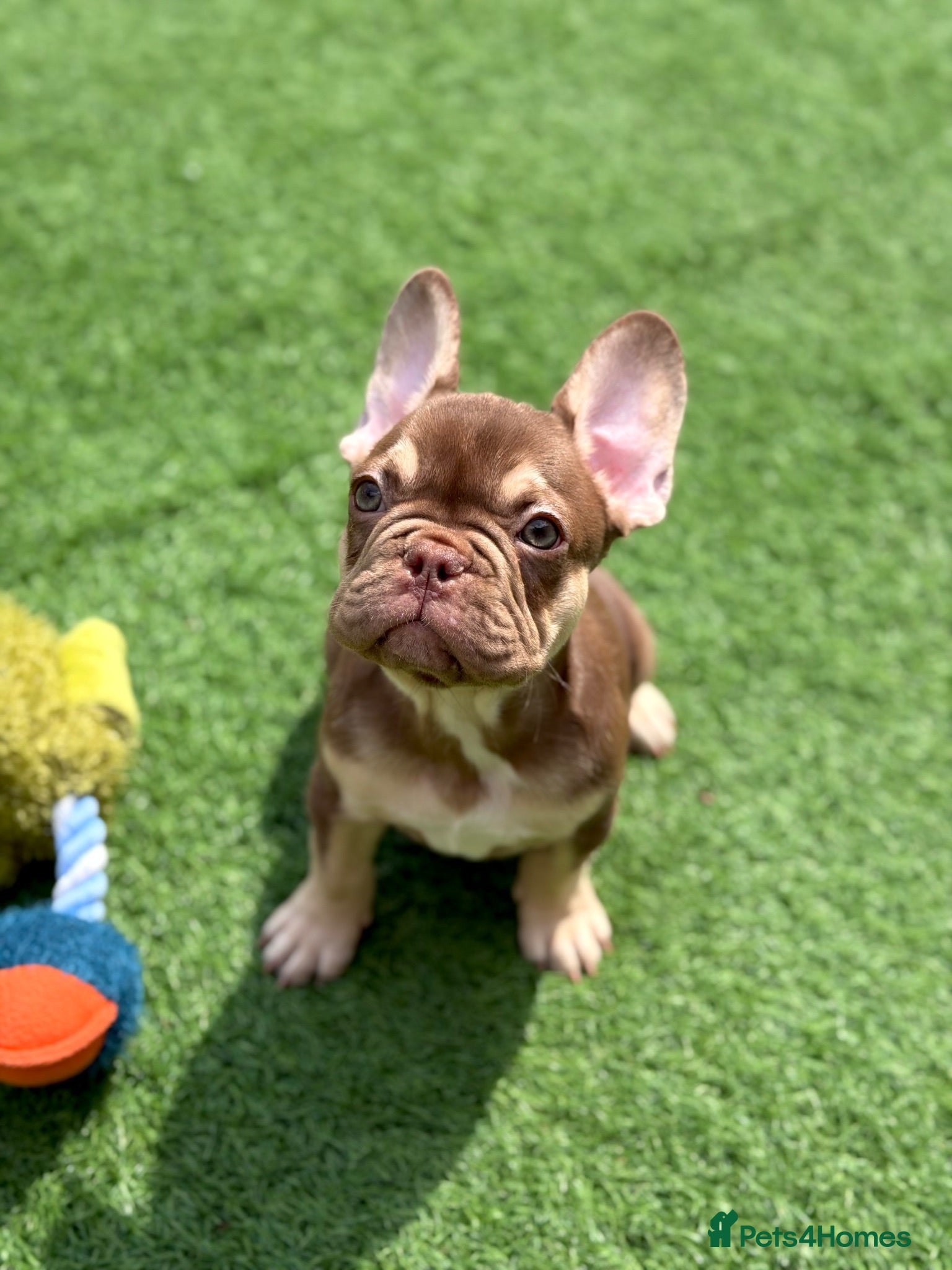 French Bulldog dogs Fully health clear KC French bulldog puppies - Advert 2