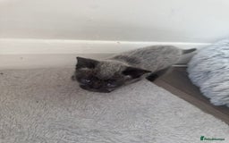 Russian Blue cats for sale: 2 Russian Blue x Siamese Kittens - Image 3