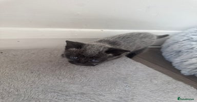 Russian Blue cats - Advert 4