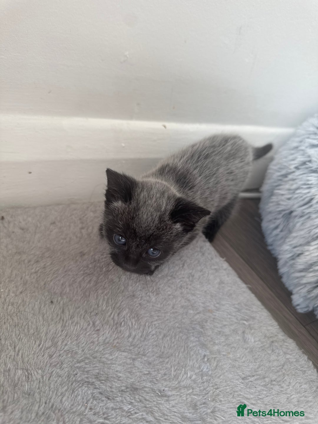 Russian Blue cats for sale: 2 Russian Blue x Siamese Kittens - Image 3