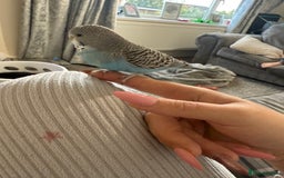 Budgerigars birds for sale: Buddy the budgie  - Advert 3