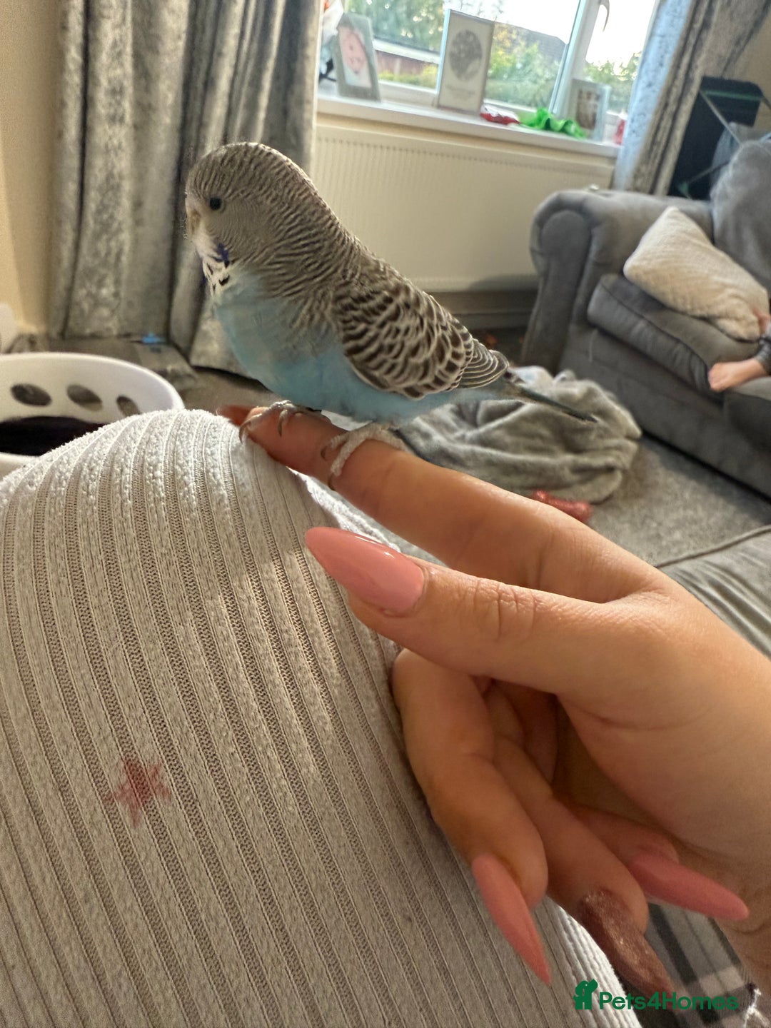 Budgerigars birds for sale: Buddy the budgie  - Advert 3