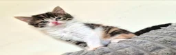 Mixed Breed cats for sale: Adorable Kittens for sale - Advert 15