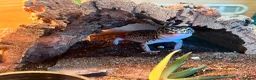 Leopard Gecko reptiles for sale: Two female Gekcos and 3ft viv  - Advert 5