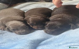 Miniature Dachshund dogs for sale: Miniature dachshunds puppies  - Image 1