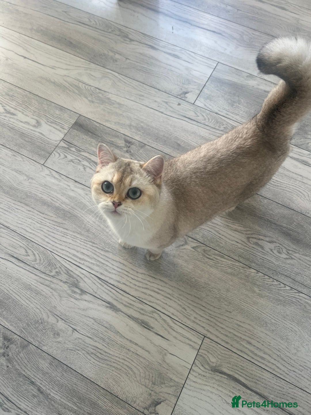 British Shorthair cats for sale: Queen BSH  - Advert 6