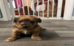 Jackapoo dogs for sale: Adorable Jackapoo puppies for sale !!!! - Image 30