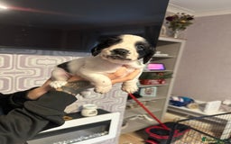 Cocker Spaniel dogs for sale: Cocker spaniel puppies  - Image 9