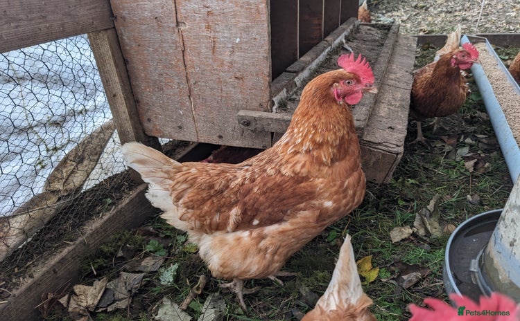 Chickens poultry - Advert 1