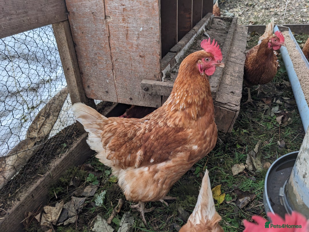 Chickens poultry for sale: Hybrid Laying hens Lohman Browns - Advert 1