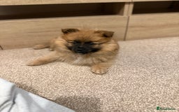 German Spitz dogs for sale: German spitz - Image 7