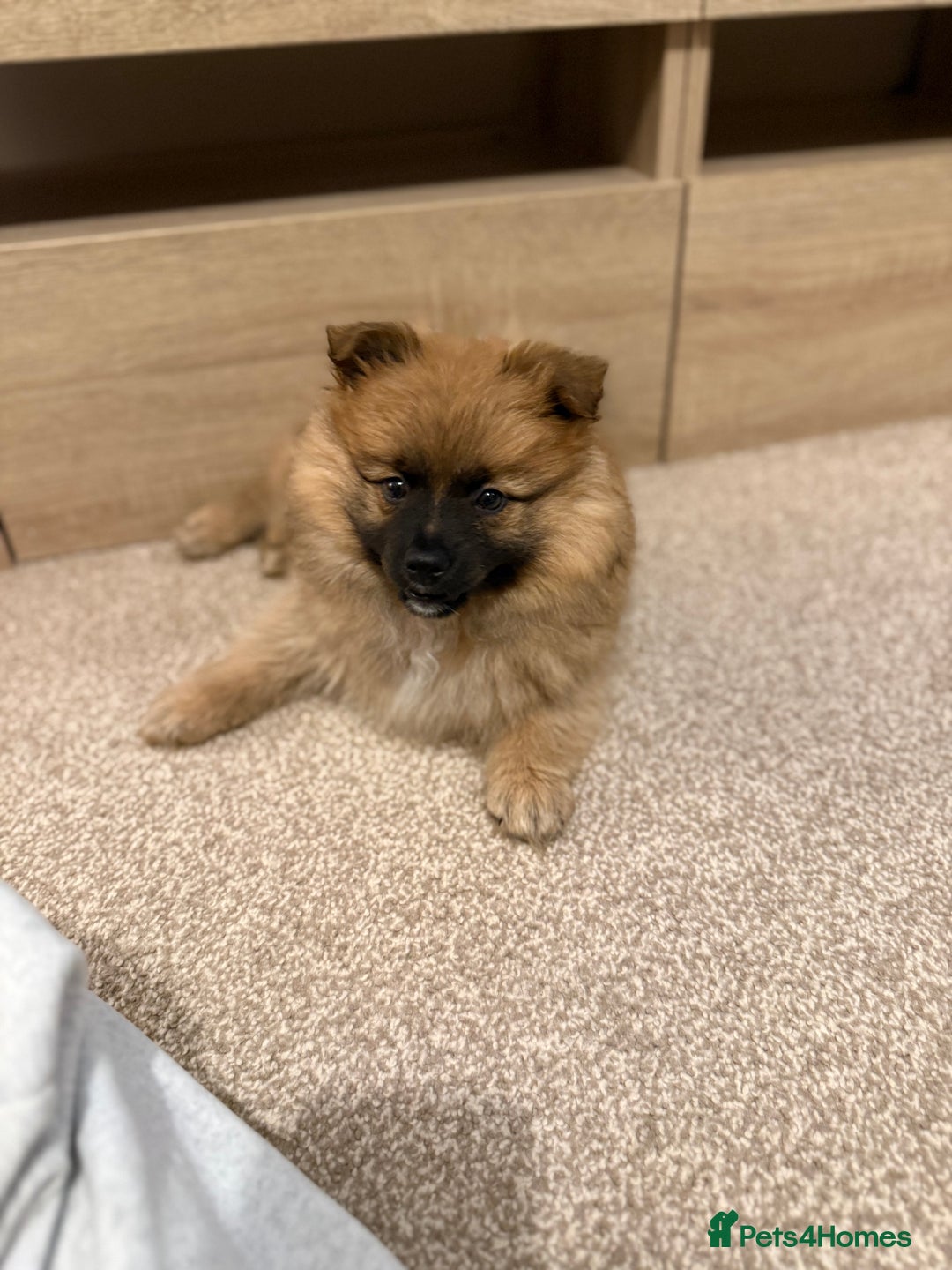 German Spitz dogs for sale: German spitz - Image 7