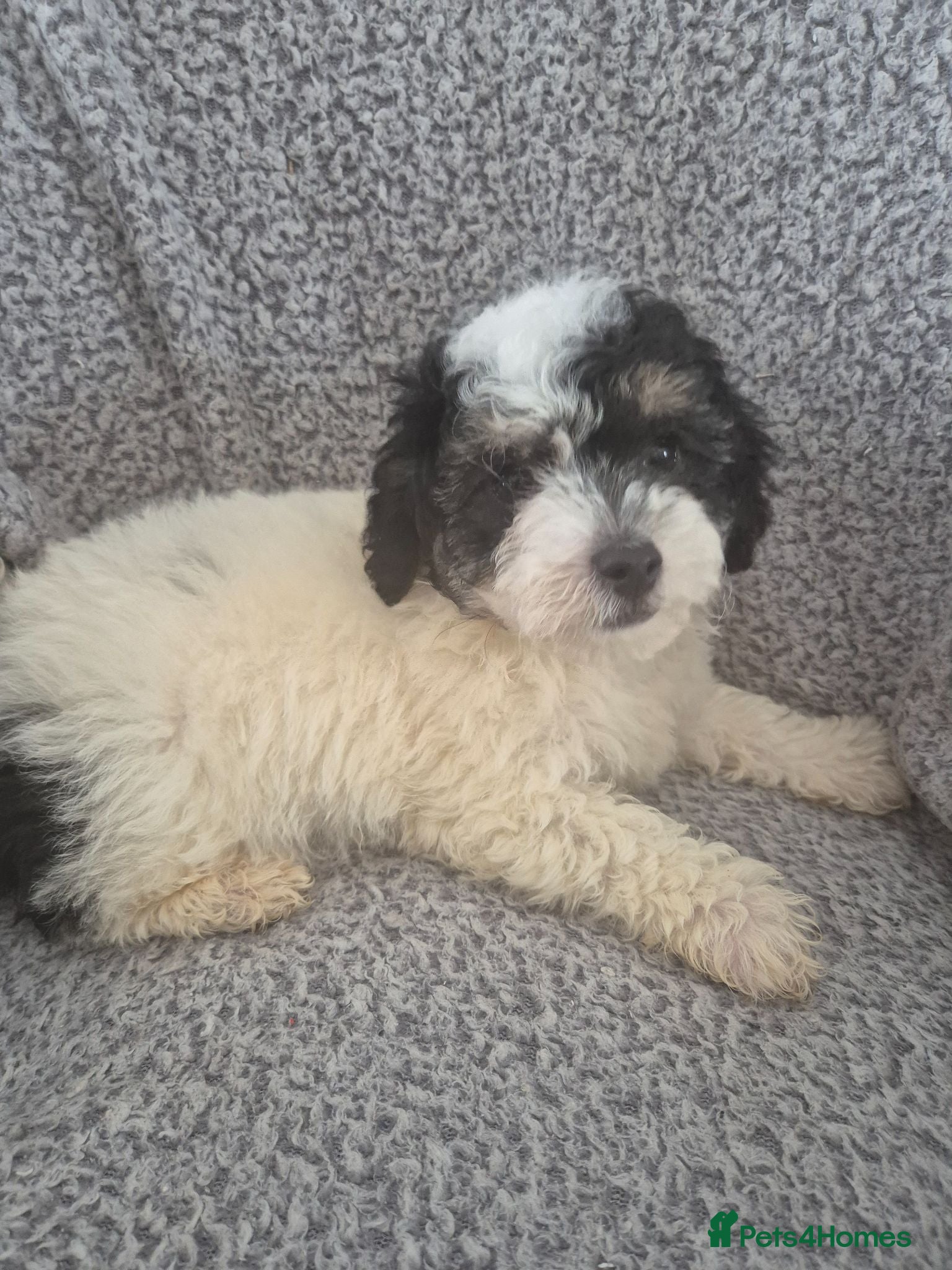 Maltipoo dogs Stunning F1 multipoo puppies - Advert 6
