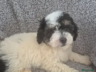 Maltipoo dogs Stunning F1 multipoo puppies - Advert 6