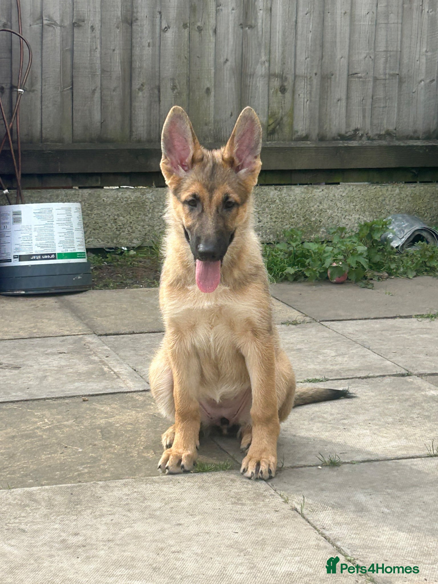 German Shepherd dogs German shepherd puppies - Advert 5