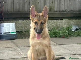 German Shepherd dogs German shepherd puppies - Advert 5
