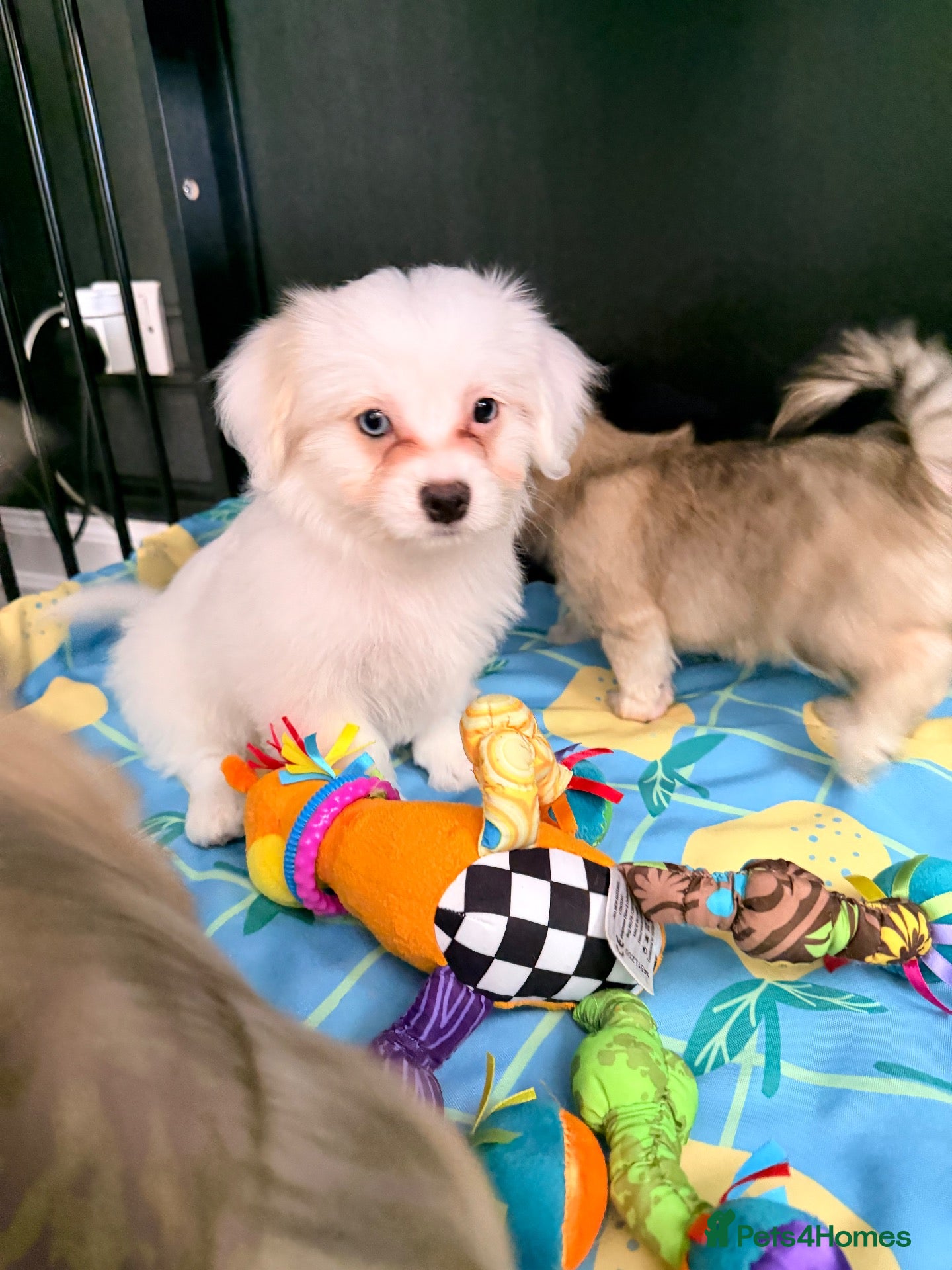 Mixed Breed dogs Malchi puppy  - Advert 1