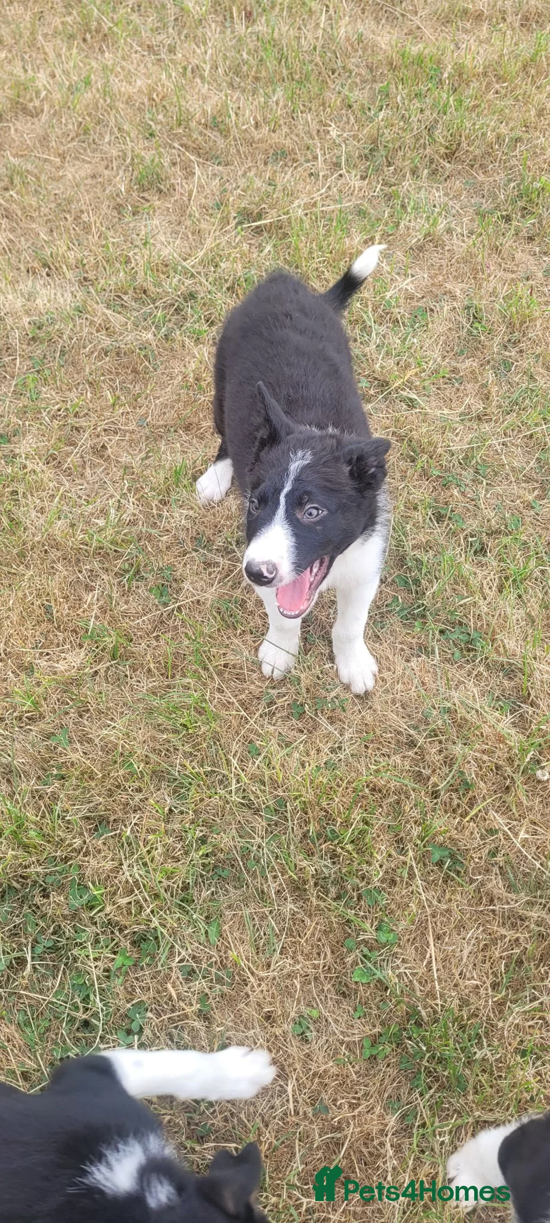 Border Collie dogs for sale: 4 border collie puppies for sale - Advert 17