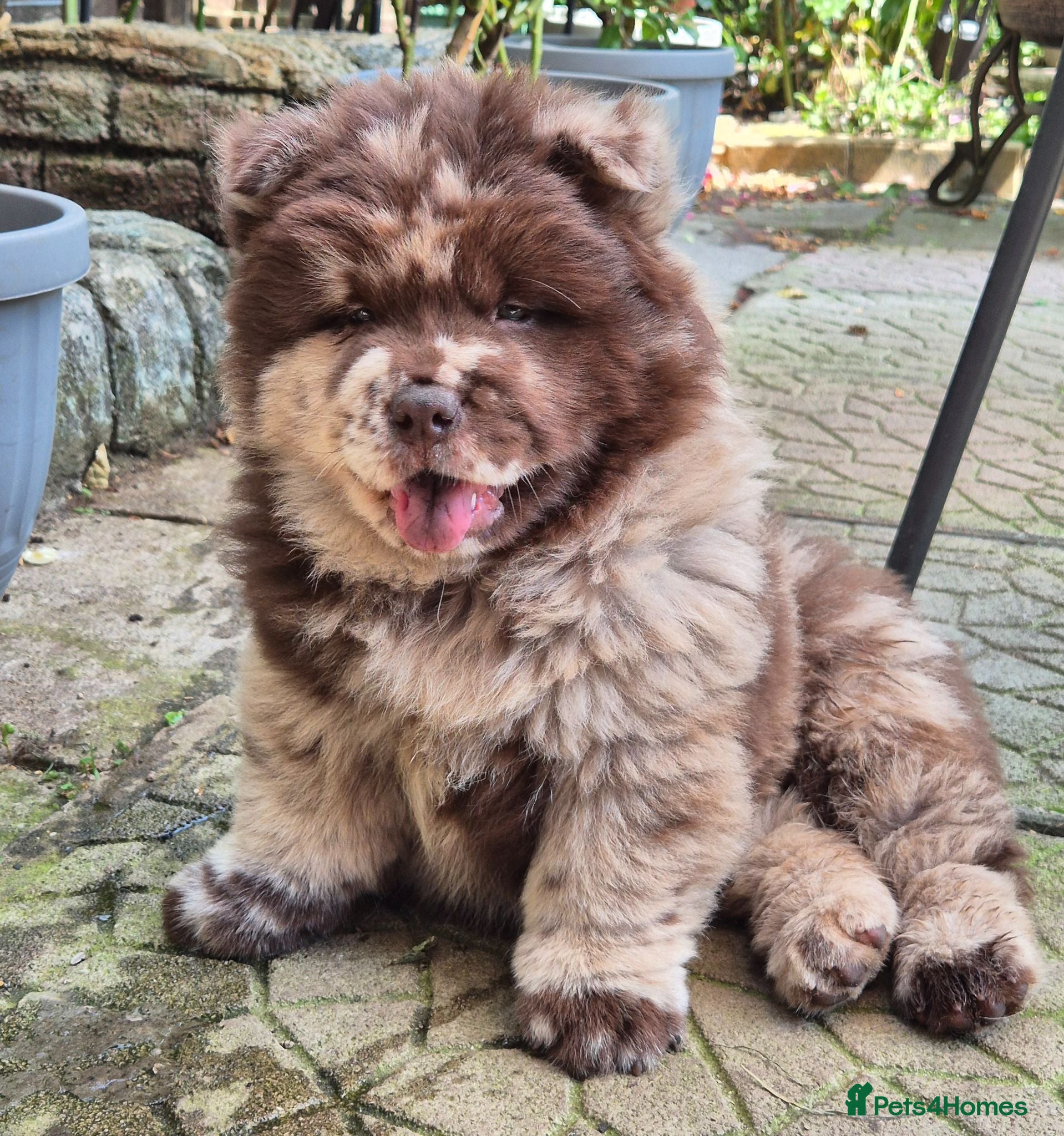 Chow Chow dogs Rare colour chow chow female puppy - Advert 5
