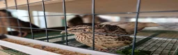 Quail poultry for sale: Quail Chicks For Sale - Advert 4