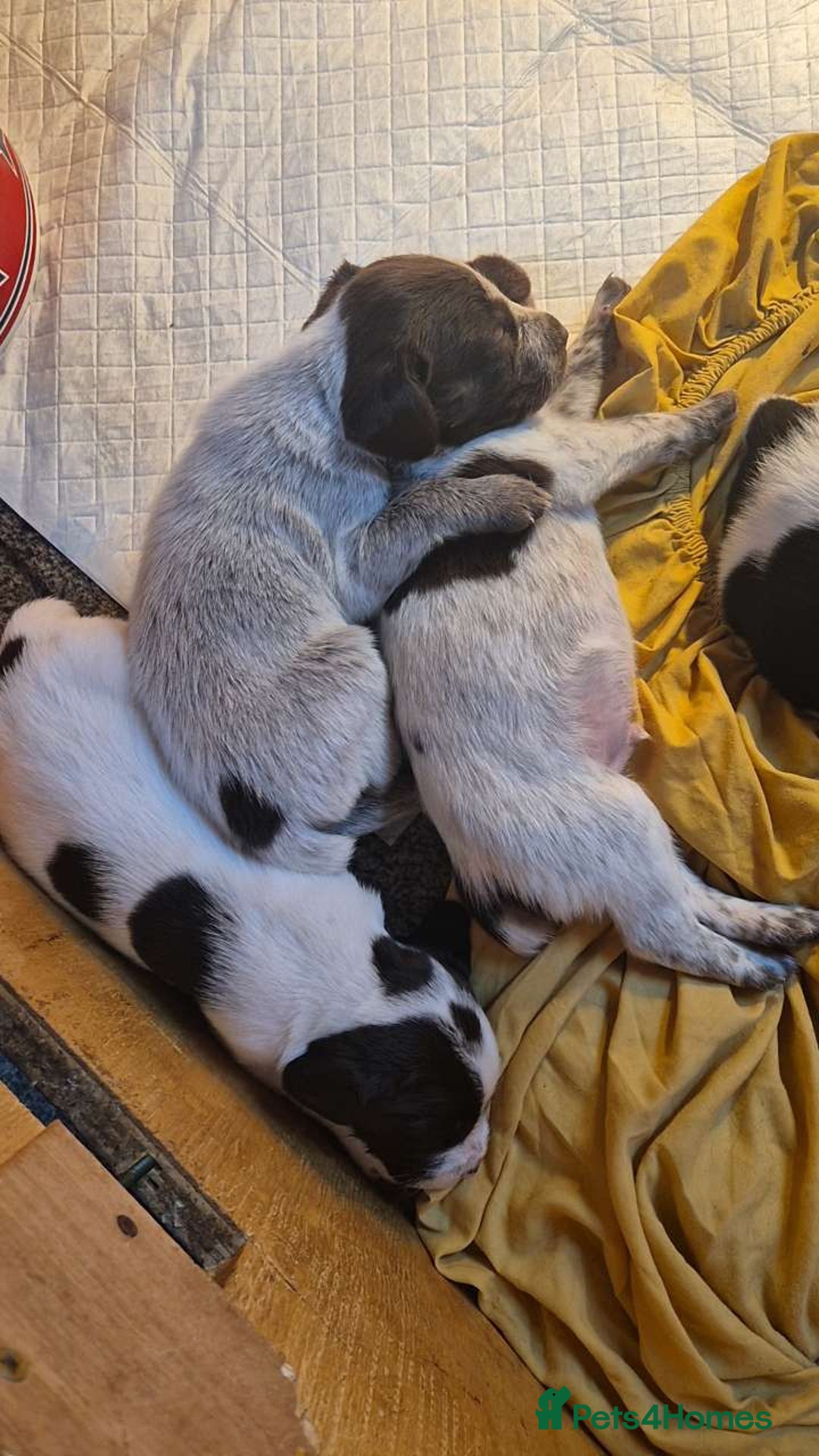 Mixed Breed dogs for sale: German Wirehaired Pointer x Springer Spaniel Pups - Advert 2
