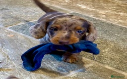 Miniature Dachshund dogs for sale: Stunning Miniature Smooth Dachshund - Image 12