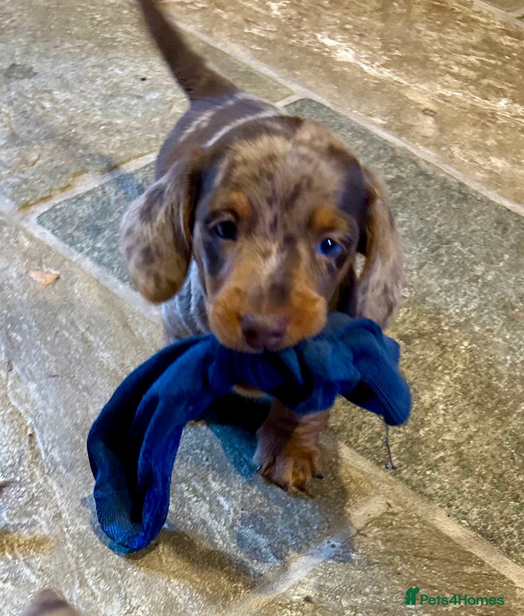 Miniature Dachshund dogs for sale: Stunning Miniature Smooth Dachshund - Image 12