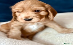 Cocker Spaniel dogs for sale: KC Reg Show cocker spaniel pups - Image 3