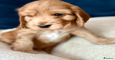 Cocker Spaniel dogs - Advert 3