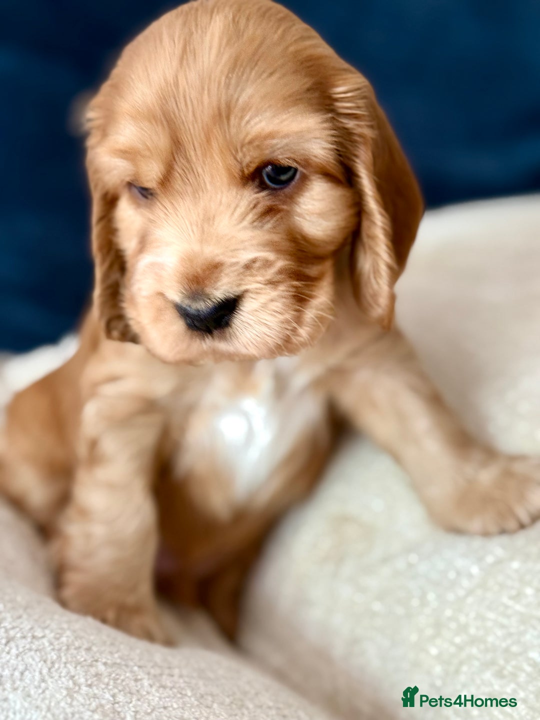 Cocker Spaniel dogs for sale: KC Reg Show cocker spaniel pups - Image 3